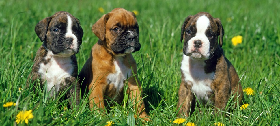 Boxer Hunde-OP-Versicherung