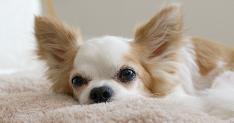 Chihuahua Hunde-OP-Versicherung mit Kaiserschnitt