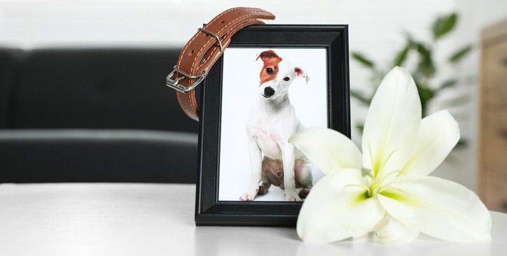 Hunde OP Versicherung Kündigung im Todesfall