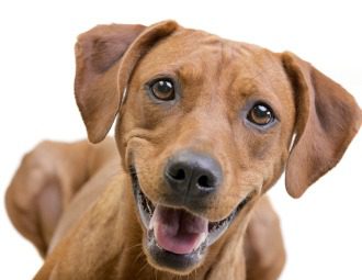 Hunde OP Versicherung mit Kaiserschnitt kündigen