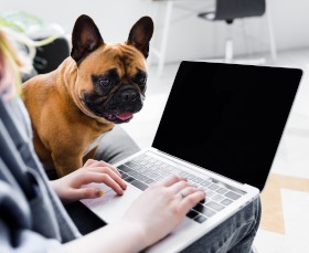 Hunde-OP-Versicherung Französische Bulldogge worauf achten