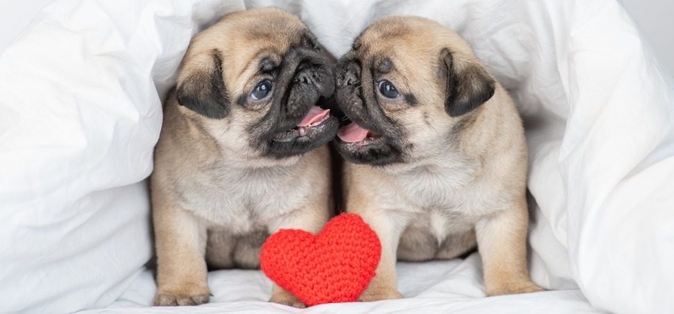 Hunde OP Versicherung für Mops