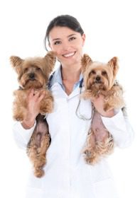 Hunde OP Versicherung für Yorkshire Terrier worauf achten?