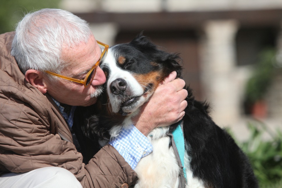 Hunde-OP-Versicherung mit Kaiserschnitt für ältere Hündinnen