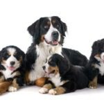 Hunde OP Versicherung mit Kaiserschnitt für Berner Sennenhunde