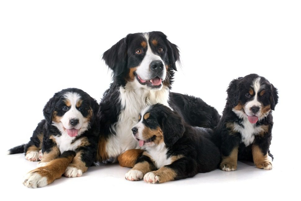 Hunde OP Versicherung mit Kaiserschnitt für Berner Sennenhunde