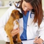 Hunde-OP Versicherung mit Kaiserschnitt für Boxer