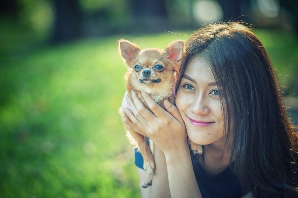 Hunde OP Versicherung mit Kaiserschnitt für Chihuahua