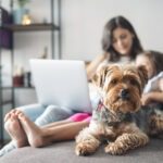 Hunde OP Versicherung mit Kaiserschnitt für Yorkshire Terrier