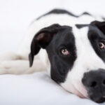 Hunde-OP Versicherung mit Kaiserschnitt für große Hunderassen