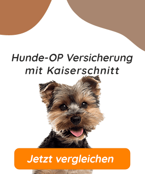 Hundeopversicherung mit Kaiserschnitt für Yorkshire Terrier