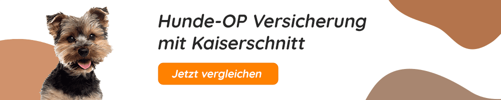 Hundeopversicherung mit Kaiserschnitt für Yorkshire Terrier