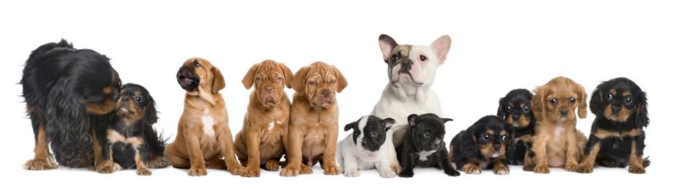 Hunde-OP-Versicherung mit Kaiserschnitt