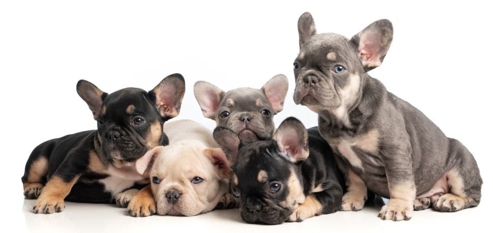 Kaiserschnitt Hunde-OP-Versicherung für Französische Bulldogge