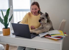 Kaiserschnitt Kosten ältere Hunde