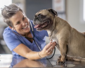 Kaiserschnitt Kosten Französische Bulldogge