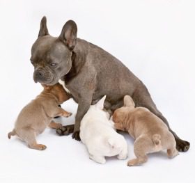 Kaiserschnitt Kosten Französische Bulldogge