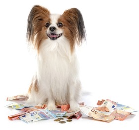 Kaiserschnitt Kosten kleine Hunderassen