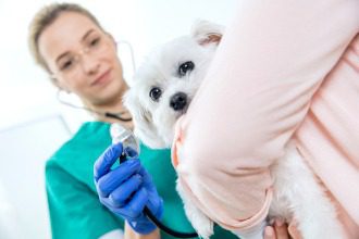 Malteser Tierarztversicherung