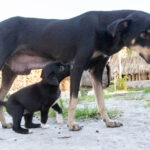 Hunde-OP Versicherung mit Kaiserschnitt für Züchter