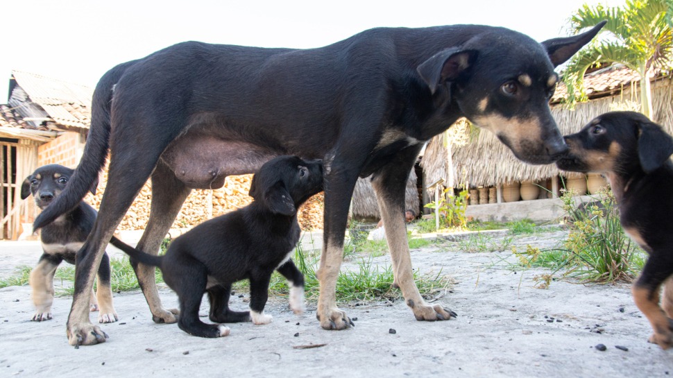 Hunde-OP-Versicherung mit Kaiserschnitt für Züchter